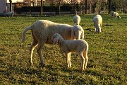 Nel Parco dei Colli anello dal Santuario di Sombreno alla Madonna della Castagna per Colle Roccolone e dei Roccoli il 30 dic. 2017 - FOTOGALLERY